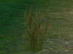 JVC-Grass13