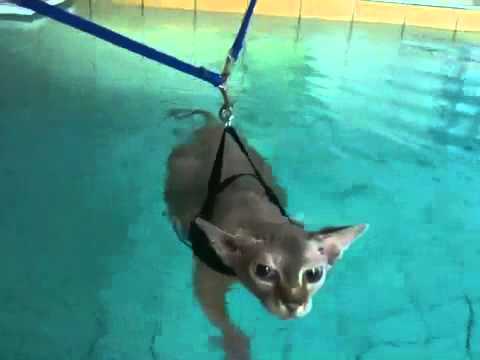 Swimming