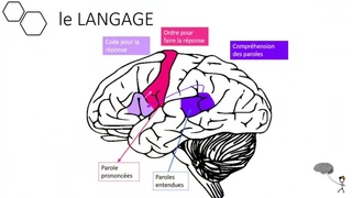 Les Aires du Cerveau Impliques dans le Langage ( & aussi dans le Langage Intrieur )
