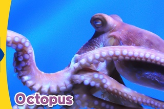 Meet the Animals 9 | Octopus | Wild Animals | Little Fox | Animated Stories for Kids