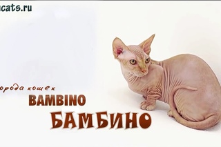 Бамбино кошка. Порода кошек Бамбино (Bambino Cat)