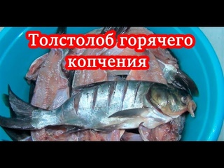 Толстолоб горячего копчения в домашних условиях (Зима. Поменялись планы.) 2021г.