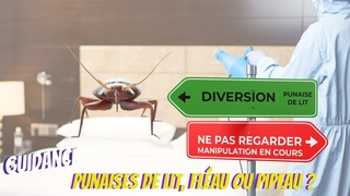 Punaises de lit, flau ou pipeau  09/10/2023