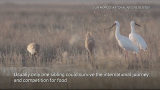 Siberian crane family with two babies arrives in Jilin after thousands of kms of migration