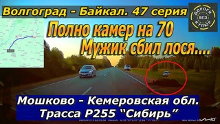 Волгоград-Байкал. 47 серия. Мошково-Кемеровская обл. Трасса Р255 Сибирь. Камеры на 70. Сбит лось!