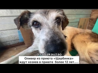 Оливер более 12 лет ждет в приюте своего хозяина! Проект Собака Юзао