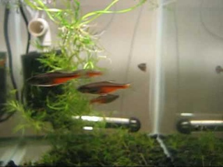 Fireline Danio (Devario sondhii)