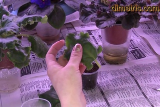 Посадка  листьев фиалки. Размножение фиалки.
