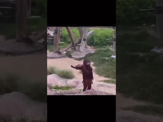 Bro is not asking hes DEMANDING #MONKEY  #orangutan