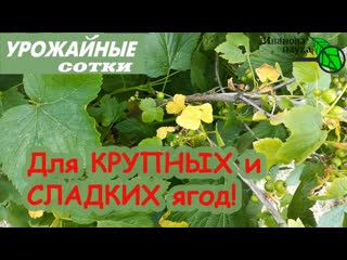 СМОРОДИНА БУДЕТ КРУПНОЙ И СЛАДКОЙ... НО... выбросила ЖЕЛТЫЙ ФЛАГ! Как не упустить урожай