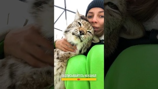 Ревнивый рысь Локи надавал маме по шапке