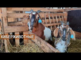 Киберживотные на RUSSIAN CYBERPUNK FARM. Козы, овцы, эму