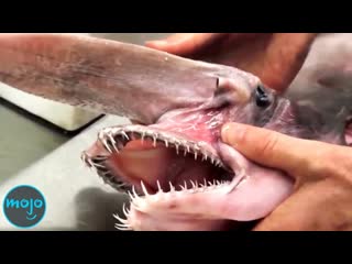 Top 10 Disturbing Scientific Deep Sea Discoveries