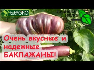Баклажаны - богатыри по 800 грамм! Вот ЭТИ СОРТА БАКЛАЖАНОВ мне очень понравились - неприхотливые!