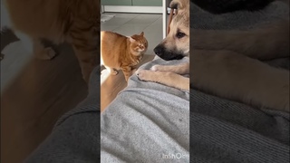 Уникальный, жизнерадостный пес ищет свою стаюМосква 89296731973