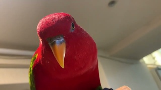 Red birb is wuewuewuewue.then.
