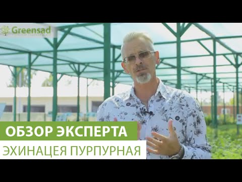 Эхинацея