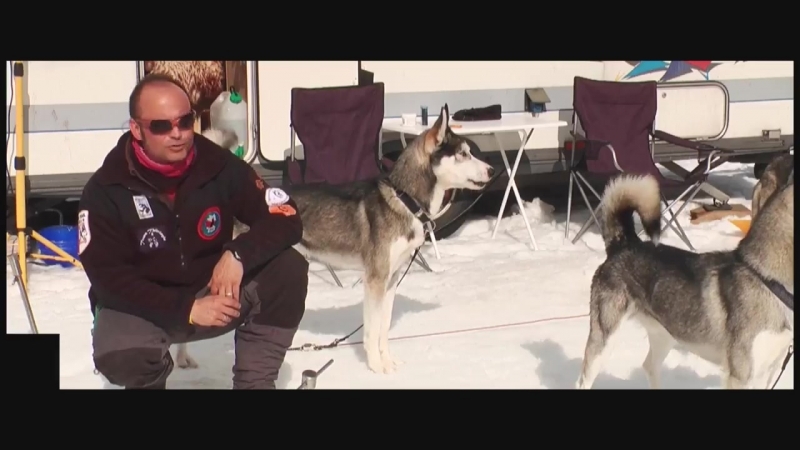 Хаски, очень познавательный фильм, как содержать хаски Der