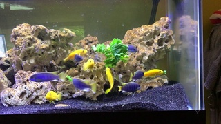 Pseudotropheus musli acei and Labidochromis caeruleus eating kale