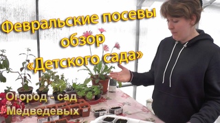Мои растения, посеянные в феврале - обзор Детского сада