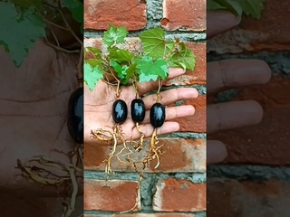 Grow grapes tree from grapes at home #shorts