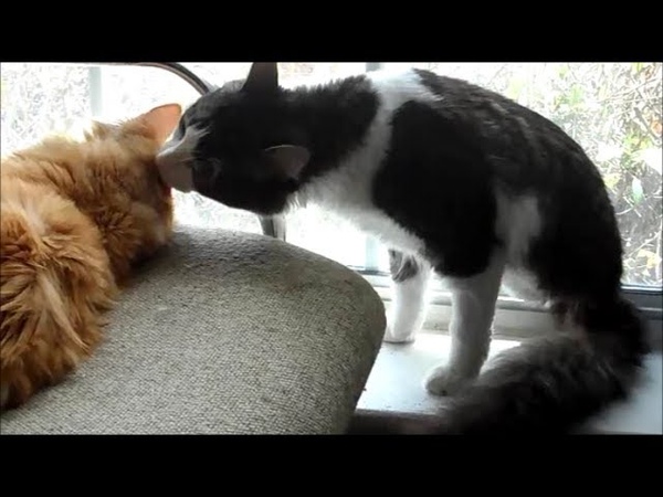 Anakin Mika Play Fighting, Two Legged