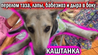 Собака Каштанка с переломом таза, передней лапы, бабезиозом и дырой в боку. Да что же это такое!