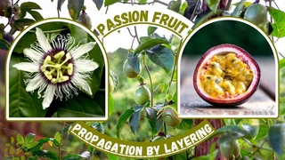 Passion Fruit Propagation by Layering #passionfruit #gardening #gardeningtips #viral #youtubevideo