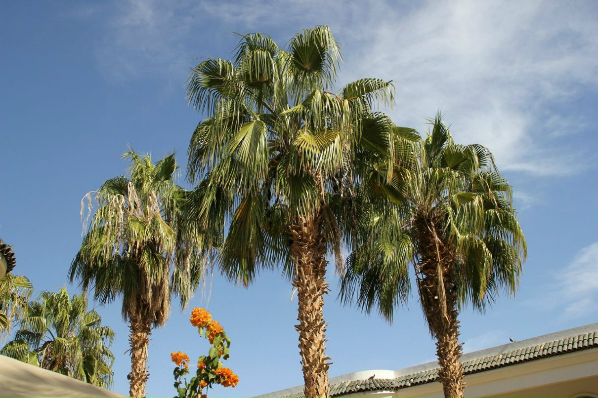 Владимир Пехоца | Краснодар