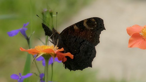 Вера Дудкина | Санкт-Петербург