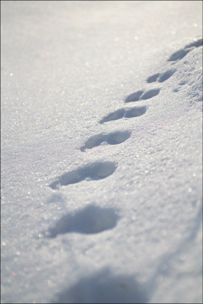 Виктор Лимонов | Кирово-Чепецк