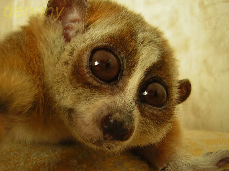 Василий Сопрано | 