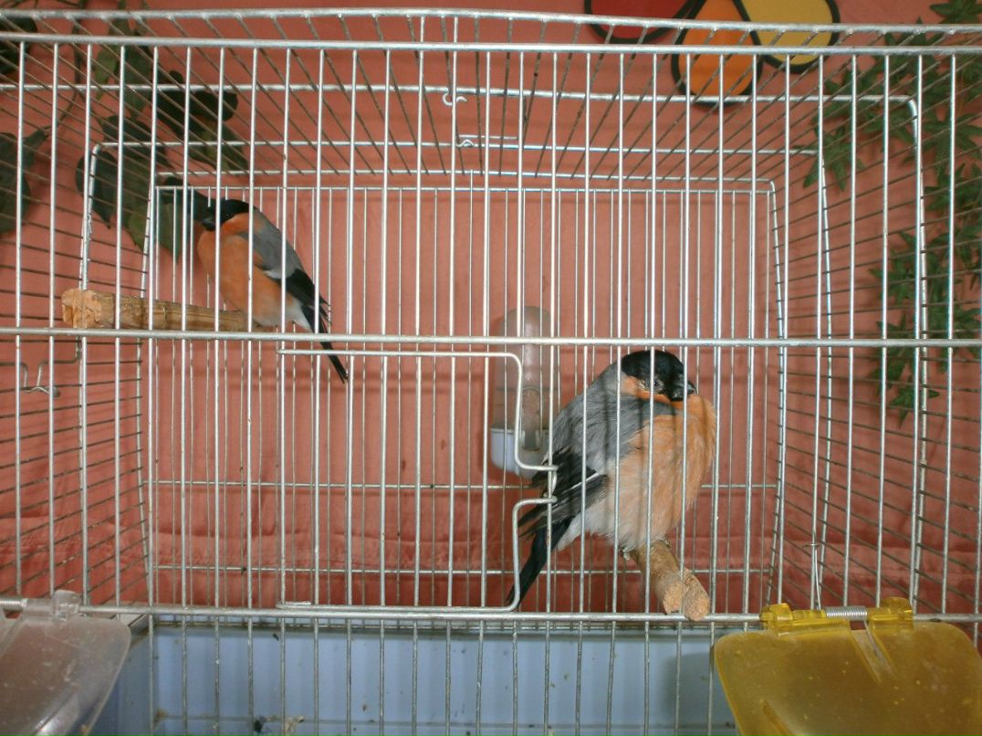 Елена Назарова | Псков