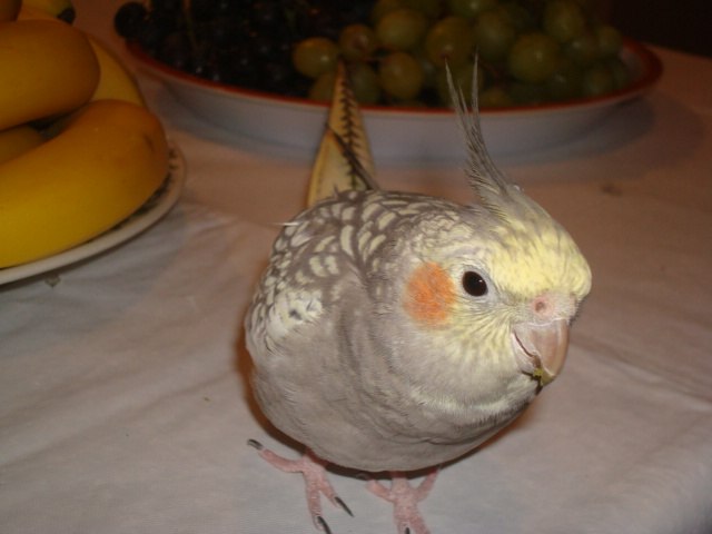 Леся Венгер | Fenton