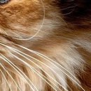 №53, Мария Косенко, Кривой Рог №53, Мария Косенко, Кривой Рог