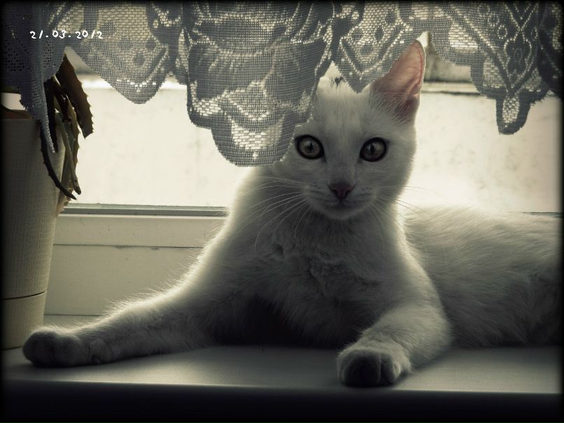 Николай Ситников | 