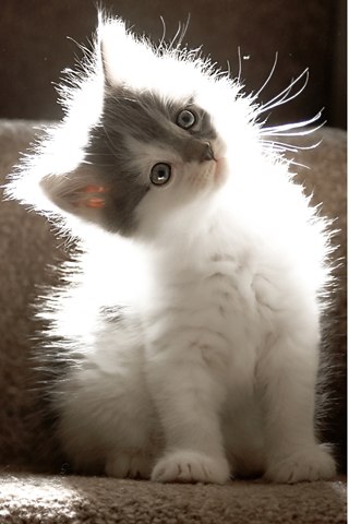 Светлана Кохановская | Санкт-Петербург