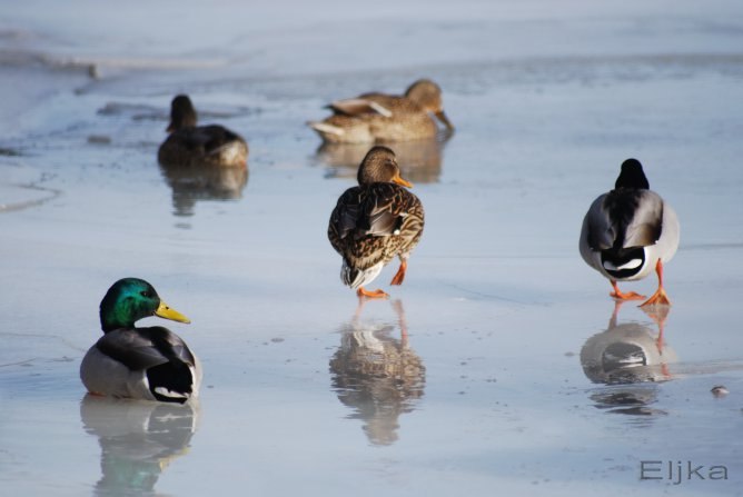 Елена Мазий | Красноярск