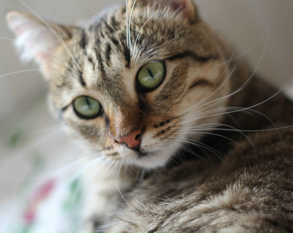 Вероника Власова | Петрозаводск