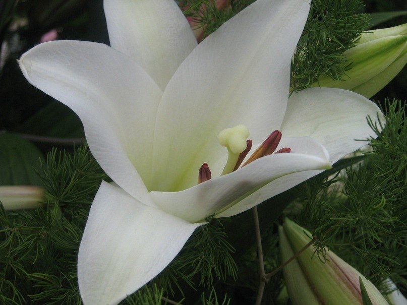 Ольга Лисина | Калуга