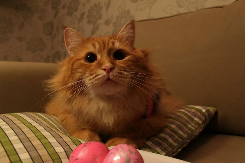 Евгения Плаксина | Челябинск