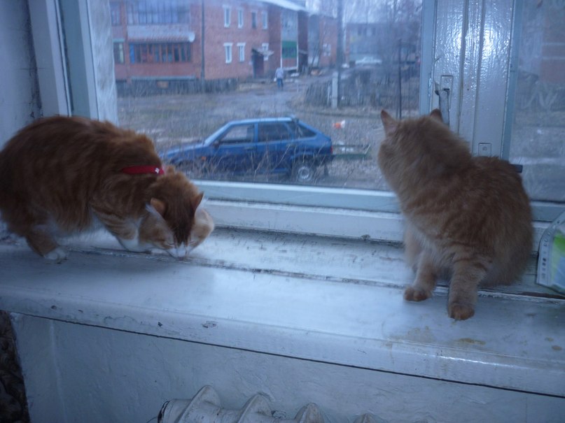 Анна Владимирская | Судогда