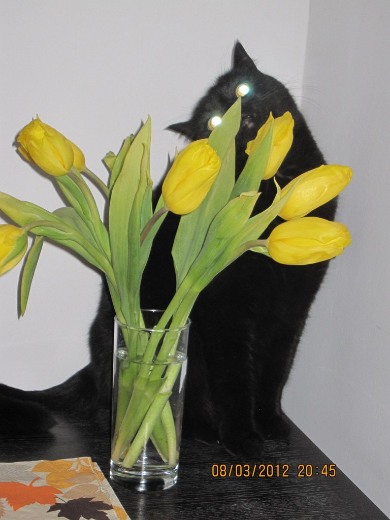 Мирали Габидаури | Dubai