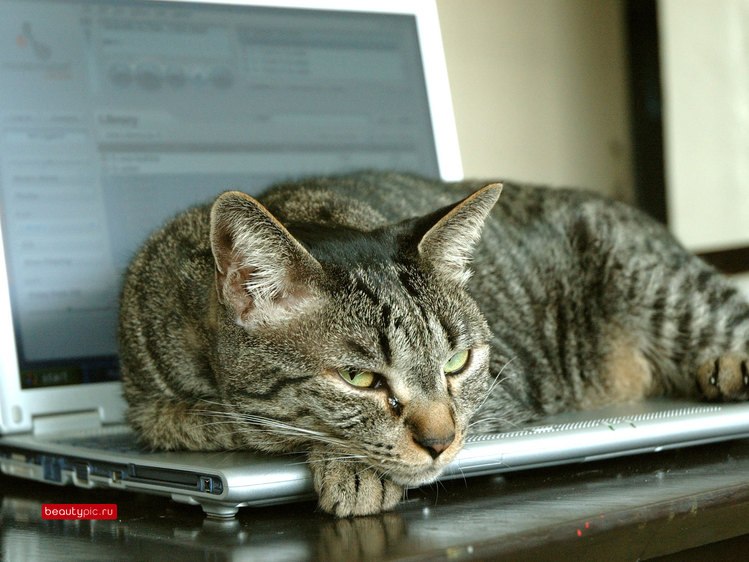 Виталий Соколов Тыгр | Набережные Челны