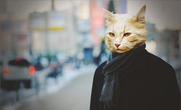 Дмитрий Грибков | Ярославль