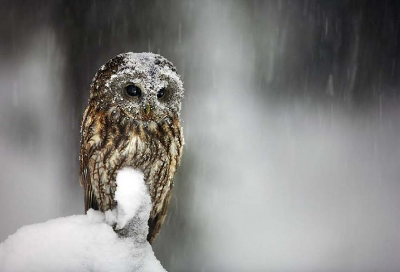 Елена Майшева Владимировна | Ижевск