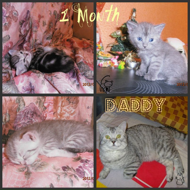 Светлана Агеенко | Новосибирск