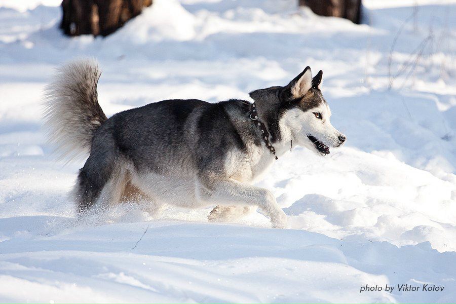 Виктор Котов .:.ФОТОГРАФ.:. | Киев