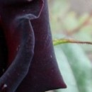 №71, Елена Ломакина, Wrocław №71, Елена Ломакина, Wrocław