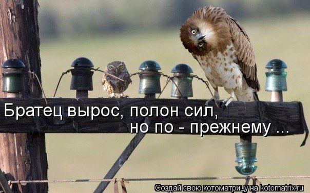 №11, Даша-Даськин Мархель №11, Даша-Даськин Мархель